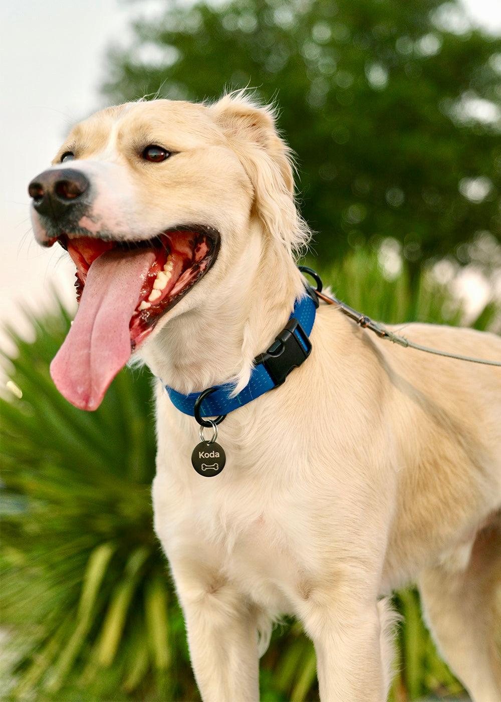 dog modeling a collar and pet tag